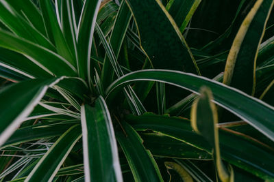 Close-up of plant growing on field