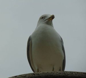 Low angle view of bird perching on wall