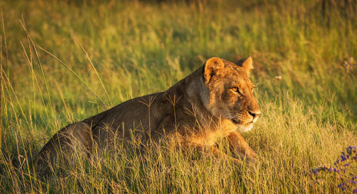 Side view of a cat on field