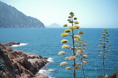 Scenic view of sea against clear sky