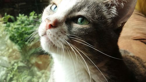 Close-up of a cat looking away