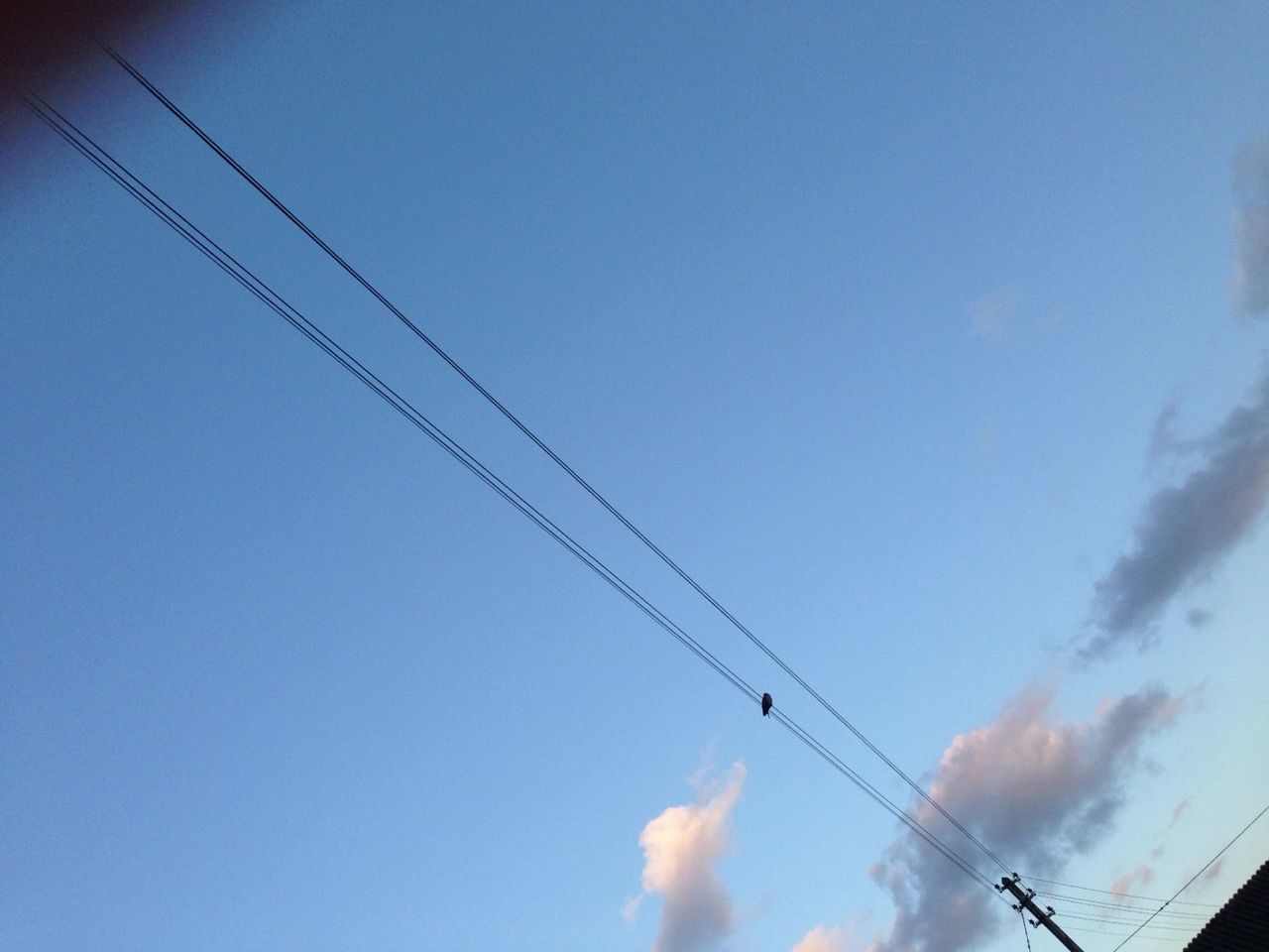 low angle view, power line, cable, sky, electricity, silhouette, power supply, connection, electricity pylon, blue, bird, clear sky, power cable, animal themes, technology, flying, outdoors, no people, nature, wildlife