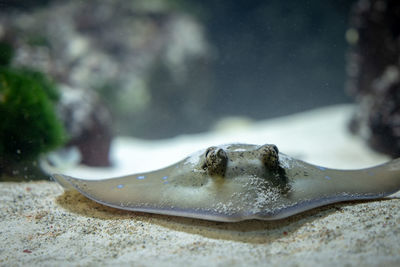 Close-up of fish swimming in sea