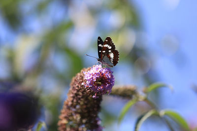 Close-up of butterfly on purple flower