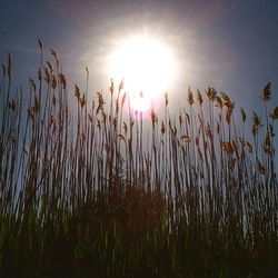 Sun shining through trees on field