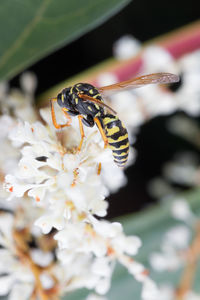 Wasp sting on lavander, macro photo. wasp abdomen