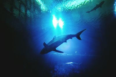 Low angle view of silhouette man swimming in sea