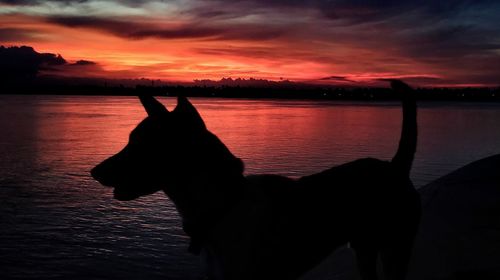 Silhouette dog on beach against sky during sunset