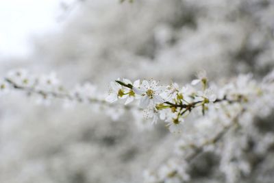 Close-up of white cherry blossoms in spring