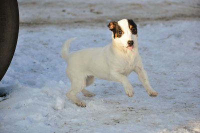 Portrait of jack russell terrier on snowy field