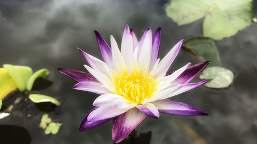 Close-up of purple water lily