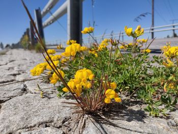 Close-up of yellow flowering plant