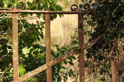 Close-up of plant against blurred background