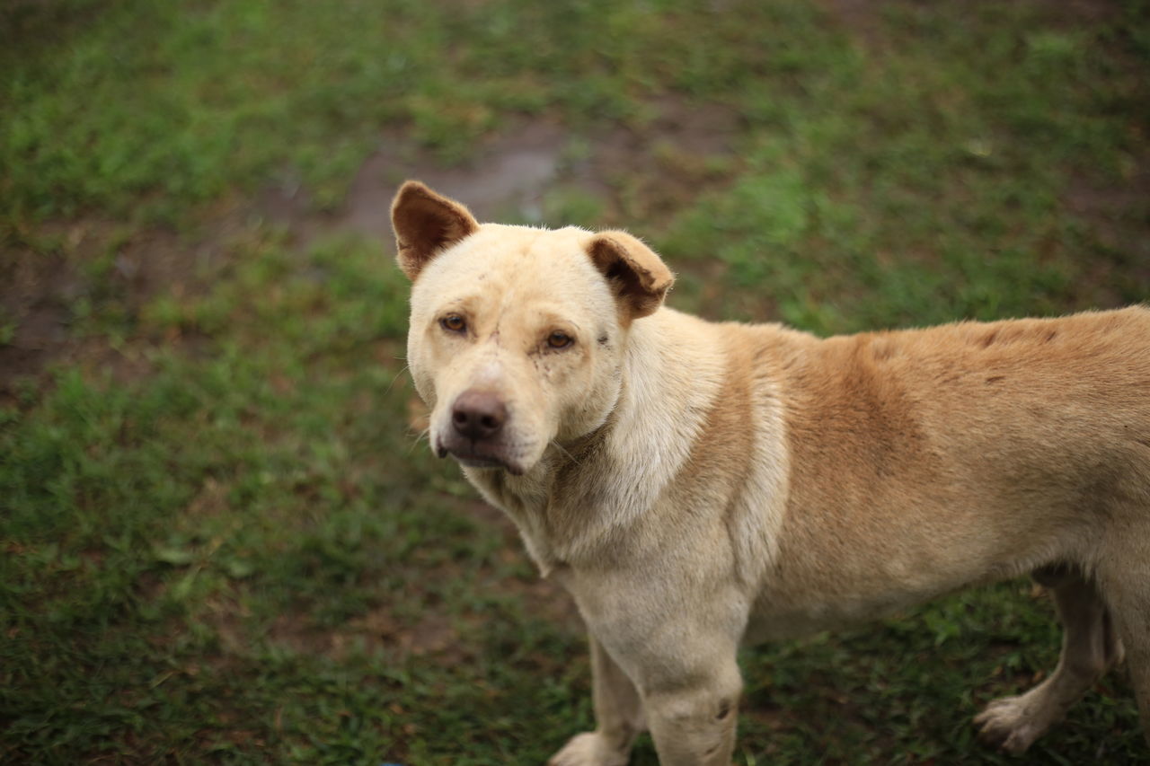 PORTRAIT OF DOG STANDING ON GRASSLAND