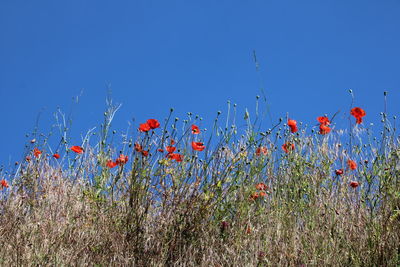 Red poppy flowers on field against clear blue sky
