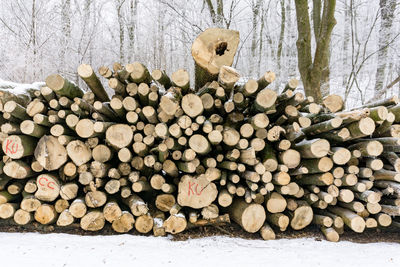 Stack of firewood on tree in forest