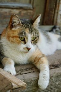 Close-up portrait of a cat