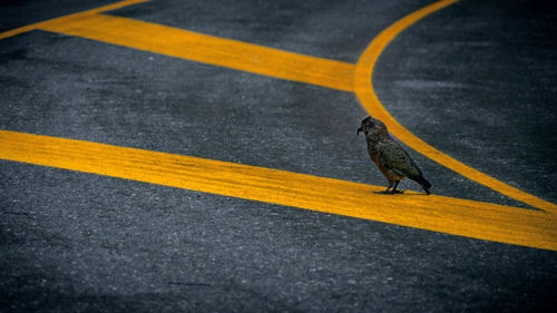 High angle view of yellow zebra crossing on road