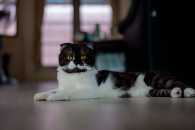 Close up scottish fold short black and white hair.