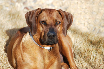 Close-up portrait of dog sitting outdoors