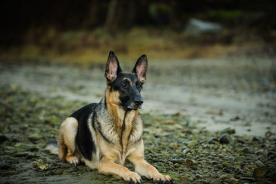 Portrait of dog