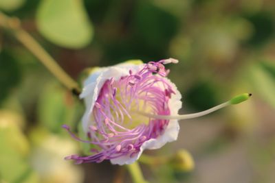 Close-up of pink rose flower