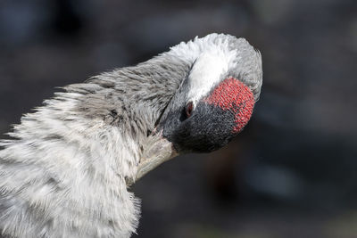 Close-up of a red crested crane preening 