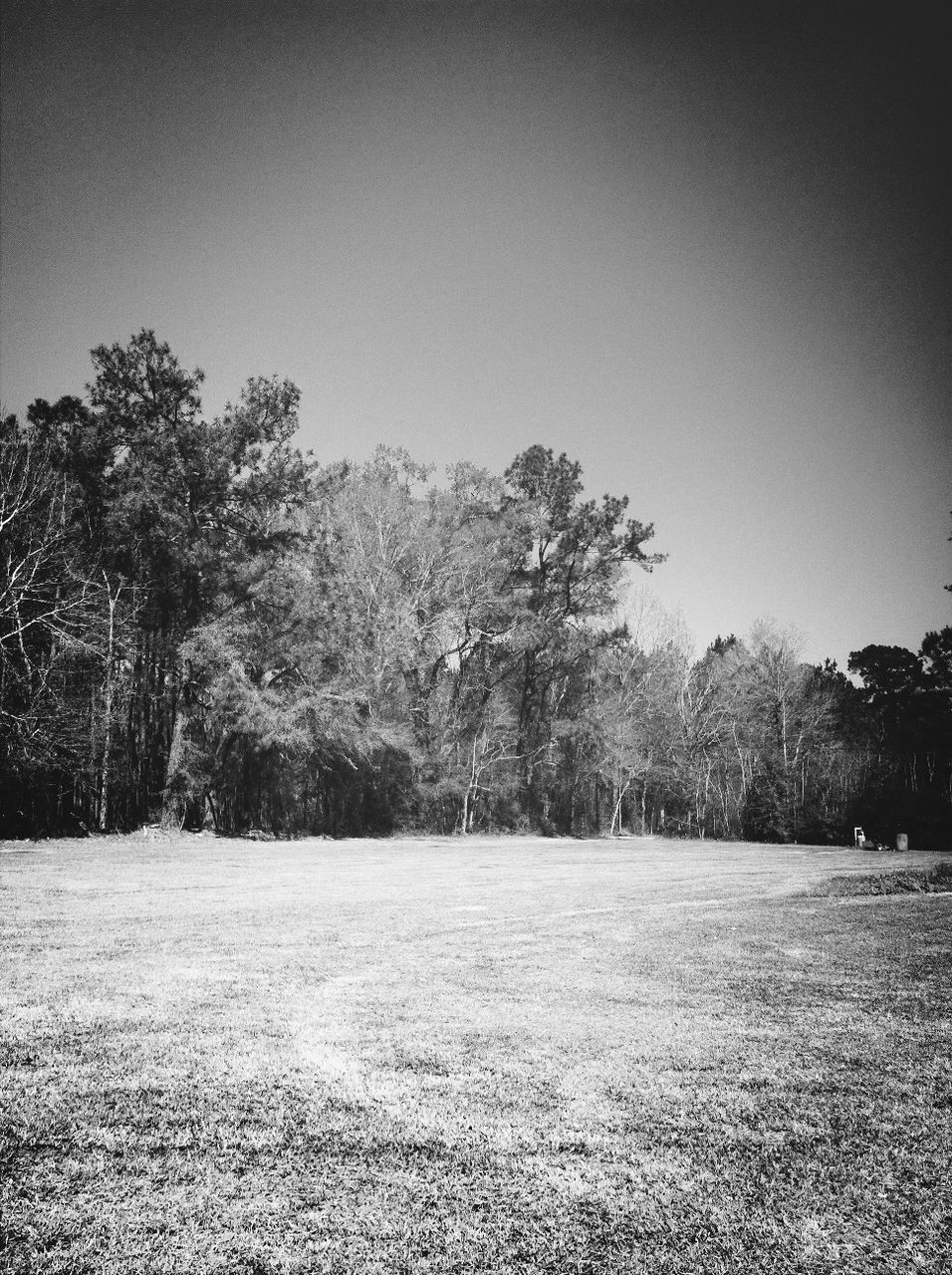 tree, tranquility, tranquil scene, clear sky, landscape, nature, growth, beauty in nature, scenics, field, road, copy space, the way forward, day, outdoors, sky, non-urban scene, no people, branch, remote