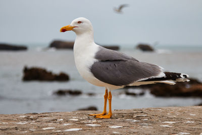 I take this photo with canon in essaouira beach 