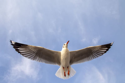 Low angle view of seagull flying