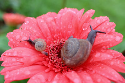 Closeup mother snail and baby snail relaxing on pink gerbera flower full of dewdrops on its petals