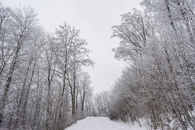 Snow covered trees in forest against sky