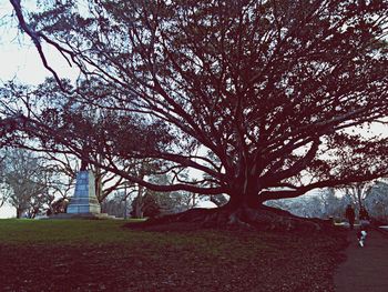 Bare trees in park