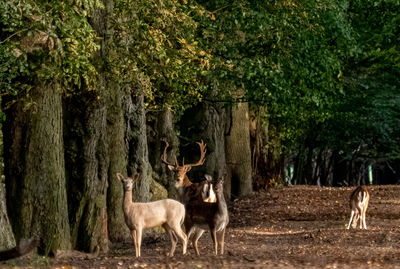 Deer standing in a tree