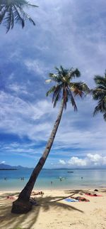 Palm trees on beach