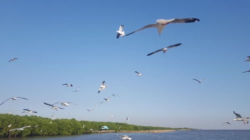 Seagulls flying over sea against clear sky