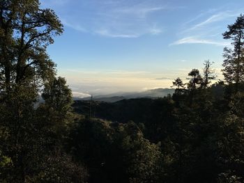 Scenic view of forest against sky during sunset