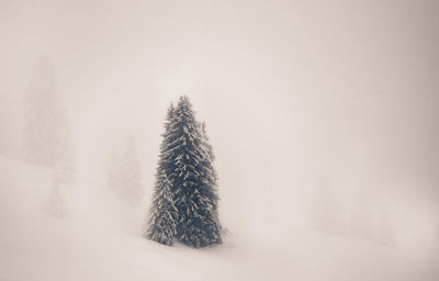 Pine trees on snow covered field during winter