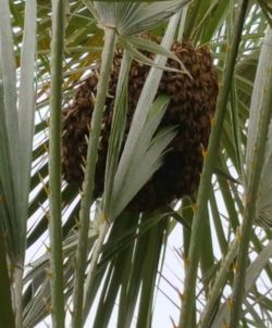 Close-up of fresh green plants