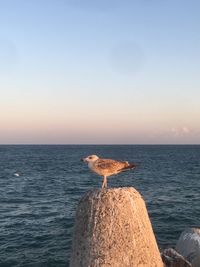 Scenic view of  seagull
