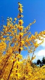 Low angle view of flower tree against blue sky