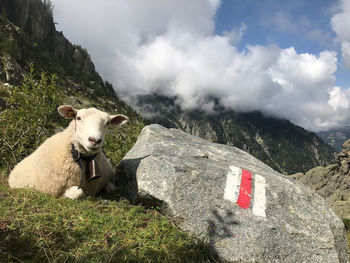 View of a sheep lamb on field against mountain