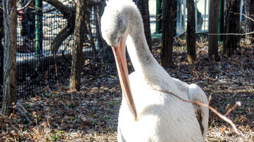 Close-up of white bird on field