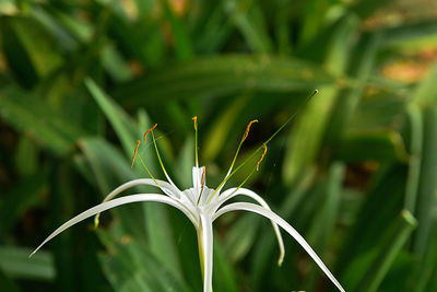 Close-up of white flowering plant