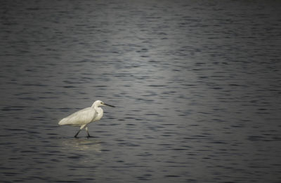 Bird in a lake