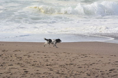 Dog on beach