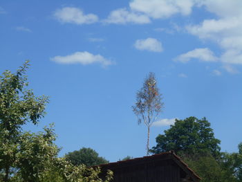 tree