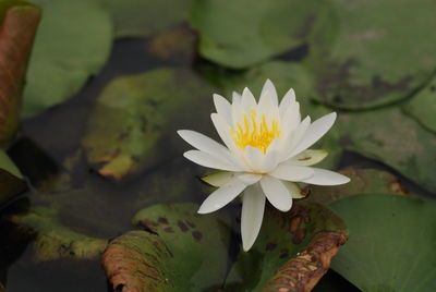 Close-up of white water lily