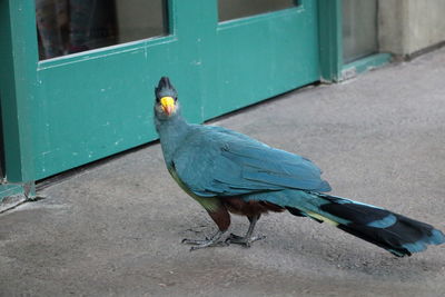 Close-up of bird perching
