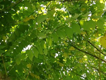 Low angle view of tree leaves